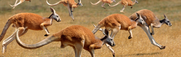Wonderful Australia Tour: 8 Nights / 9 Days (Fixed Group Departure)