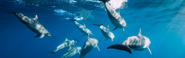 7 Days Mauritius Family Tour