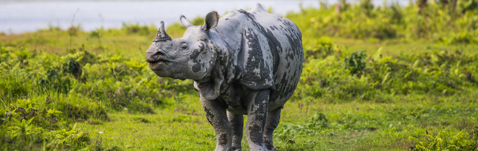 Blissful Meghalaya with Kaziranga
