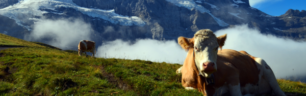 Scenic Switzerland Tour